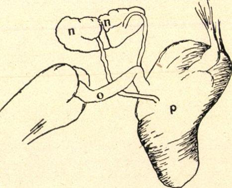 Egy pontosan megvizsgált példány radulája 5'4 mm hosszú és 1'4 mm széles volt Ezen a radulán 1978 fogat