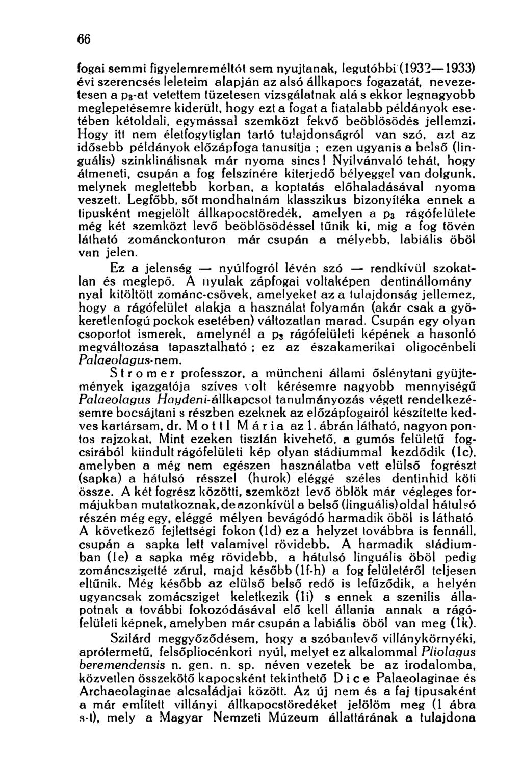 66 fogai semmi figyelemreméltót sem nyújtanak, legutóbbi (1932 1933) évi szerencsés íeleteim alapján az alsó állkapocs fogazatát, nevezetesen a рз-at vetettem tüzetesen vizsgálatnak alá s ekkor