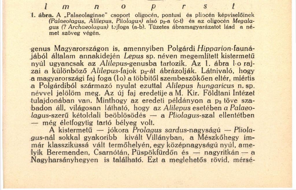 <(3931. SZ). AZ 1. ábra s és t rajzán egy és ugyanazon fognak (típus) a rágófelületi és alapi képe látható.