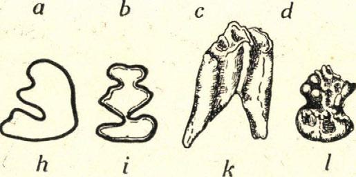 A püspökfürdői legfiatalabb fogcsira felületén még azonban tisztán felismerhető az ősi trigonid és talonid, sőt a Palaeolaginae alcsaládra jellemző kétoldali
