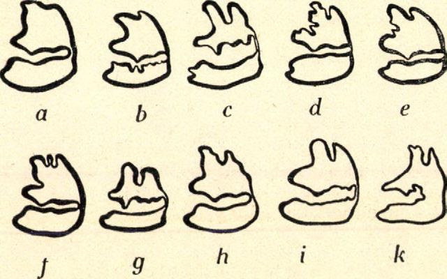 (Mit 3 Abbildungen im Texte). Von Dr. Th. Kormos (Budapest). Das Studium fossiler Hasenreste gehört keineswegs zu den leichtesten Aufgaben der Paläozoologie.
