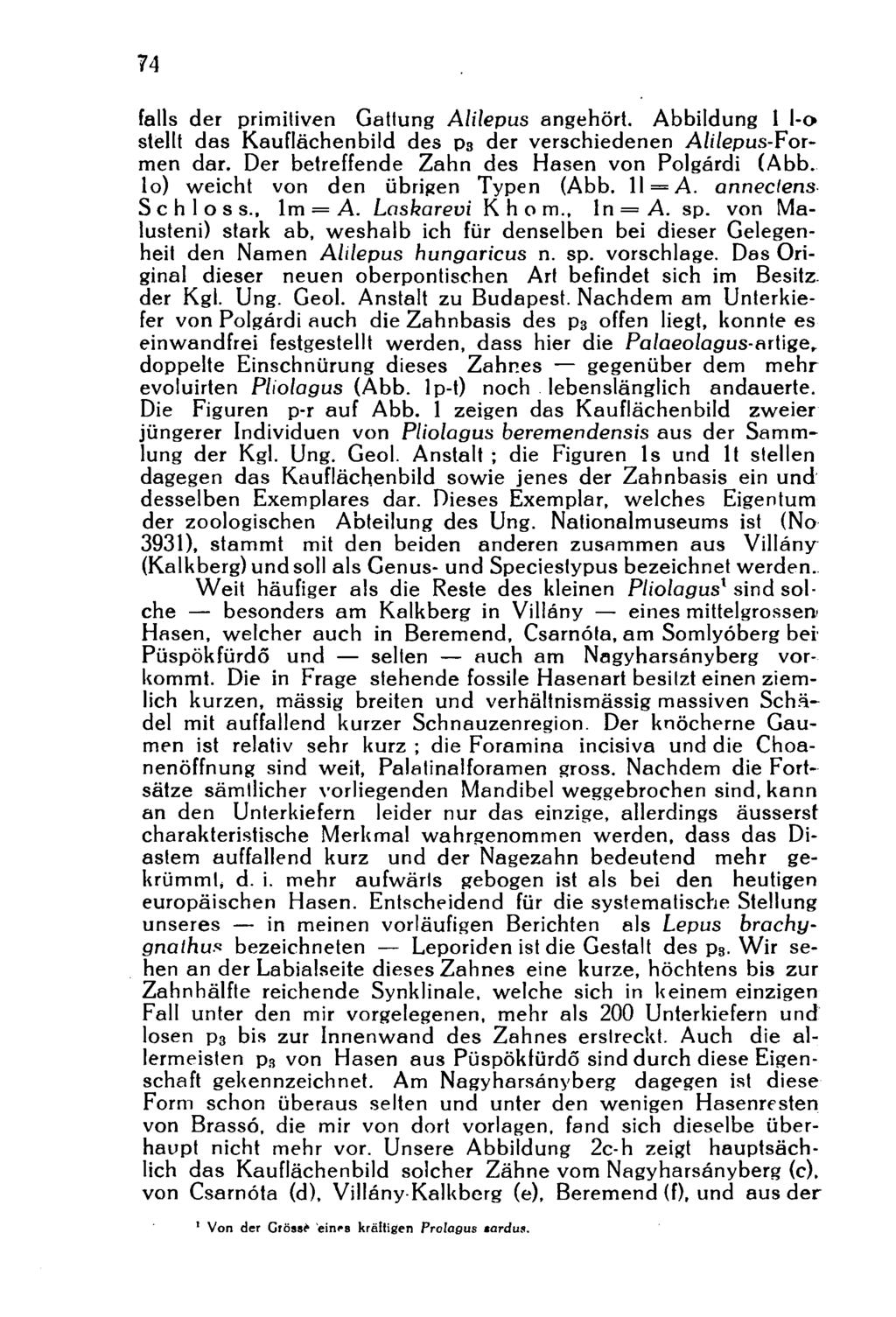 74 falls der primitiven Gattung Alilepus angehört. Abbildung 1 l-o stellt das Kauflächenbild des p 3 der verschiedenen Alilepus-Formen dar. Der betreffende Zahn des Hasen von Polgárdi (Abb.