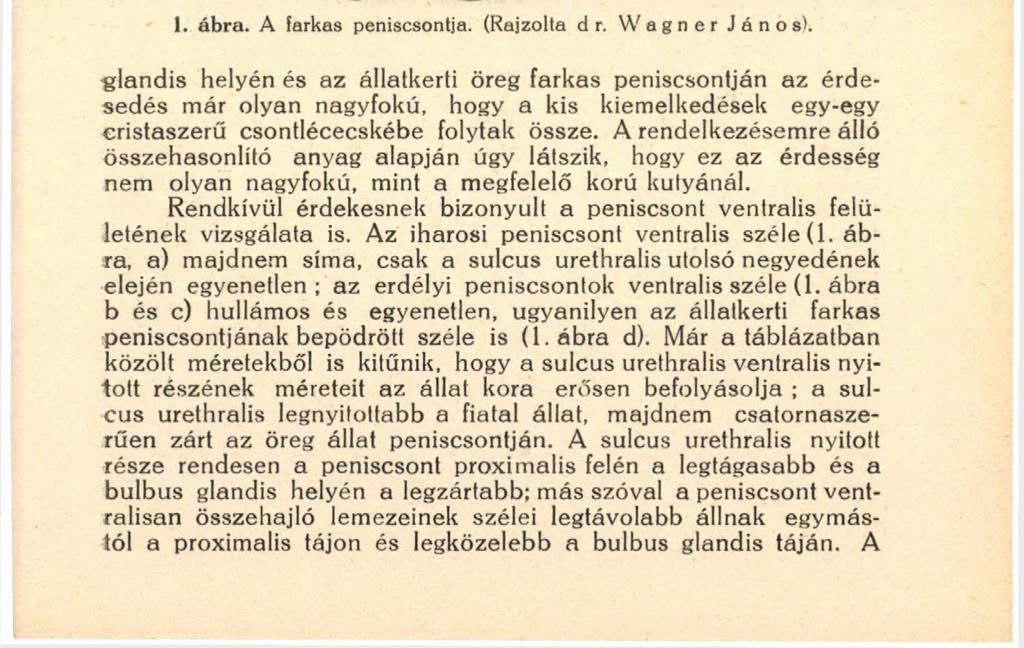 Az állatok közül legfiatalabb volt az iharosi, ennél idősebbek, de különböző korúak lehettek az erdélyiek és legöregebb <10 éves) volt az állatkerti farkas.