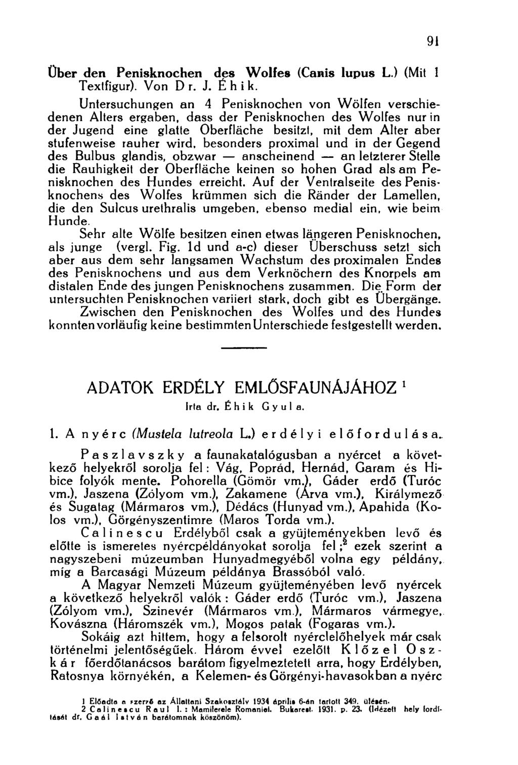 Über den Penisknochen des Wolfes (Canis lupus L.) (Mit 1 Textfigur). Von Dr. J. É h i k.