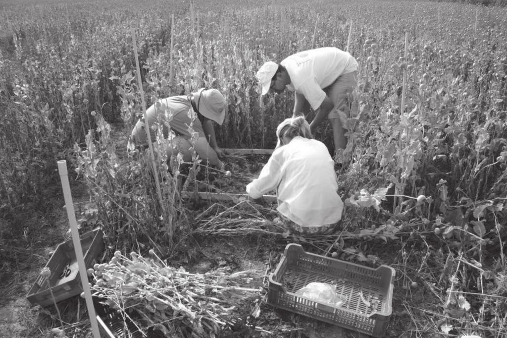 58 Magyar Gyomkutatás és Technológia 2012. XIII. évf. 2. sz. 3.
