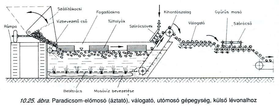 Paradicsom feldolgozás: betakarítás bogyó bokor föld, szennyeződés vágó perforált