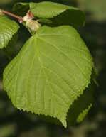 platanoides) hegyi