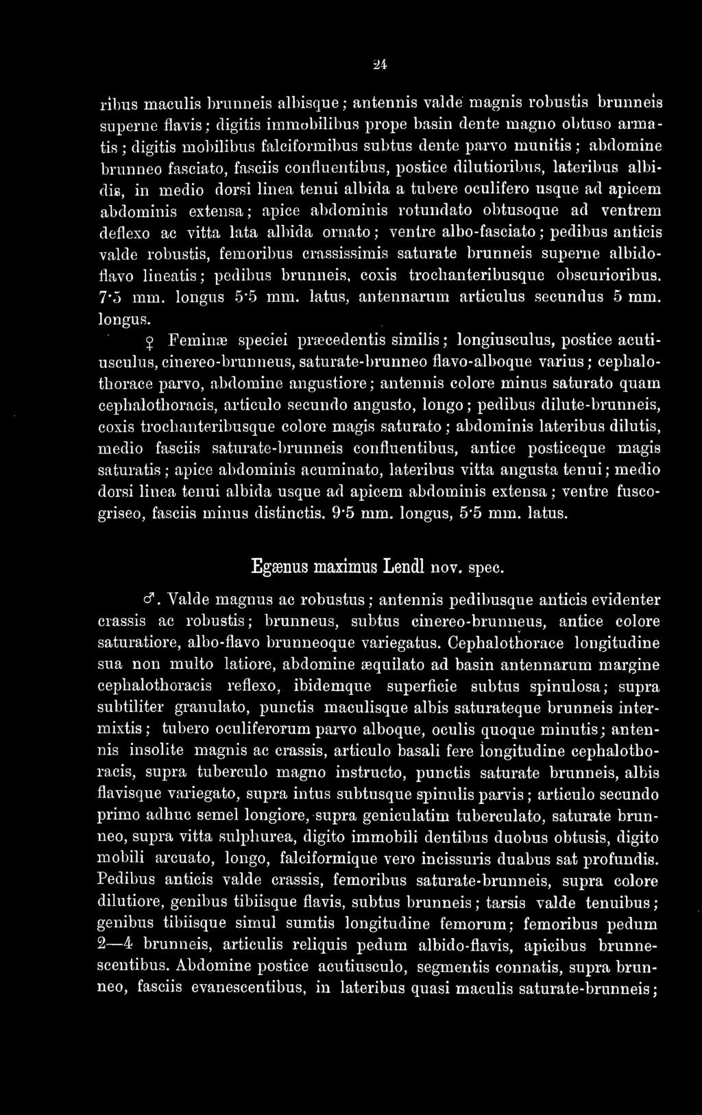 apice abdominis rotundato obtusoque ad ventrem deflexo ac vitta lata albida ornato ; ventre albo-fasciato ; pedibus anticis valde robustis, femoribus crassissimis saturate brunneis superne