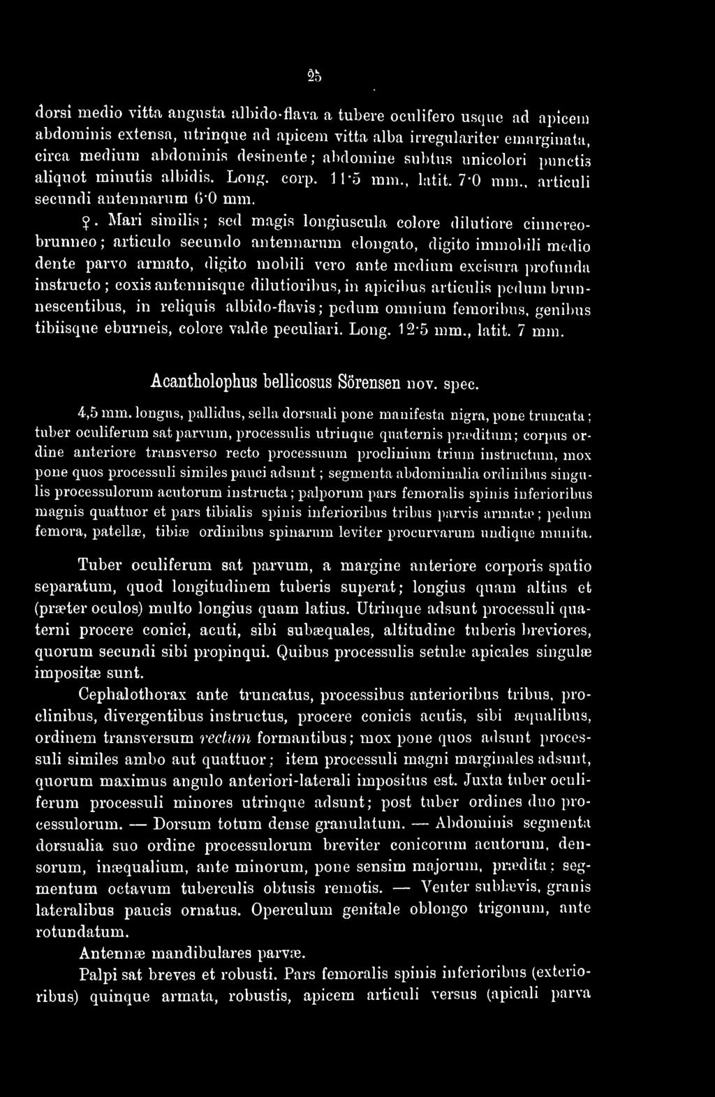 lb dorsi medio vitta angusta albido-flava a tubere oculifero usque ad apicem abdominis extensa, utrinque ad apicem vitta alba irregulariter emarginata, circa medium abdominis desinente ; abdomine