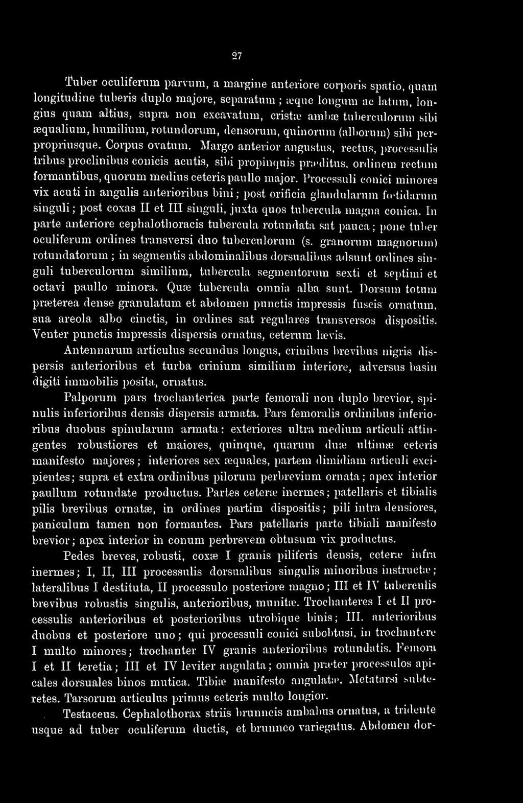 Margo anterior angustus, rectus, processulis tribus proclinibus conicis acutis, sibi propinquia prœditus, ordinem rectum formantibus, quorum médius ceteris paullo major.