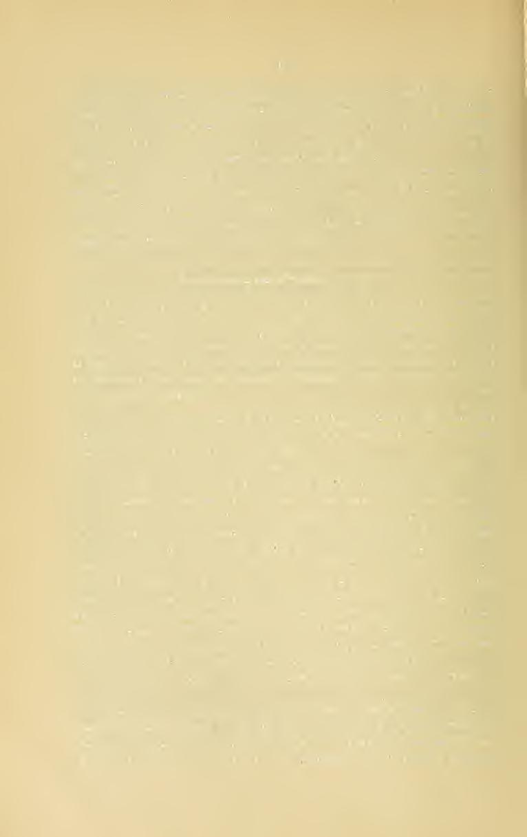 2g suaie brunneo variegatum ; ephippium (in specimine perlustrato unico vix manifesto expressum, fusco marginatum) in segmento quinto truncatum. Venter marmoreus.