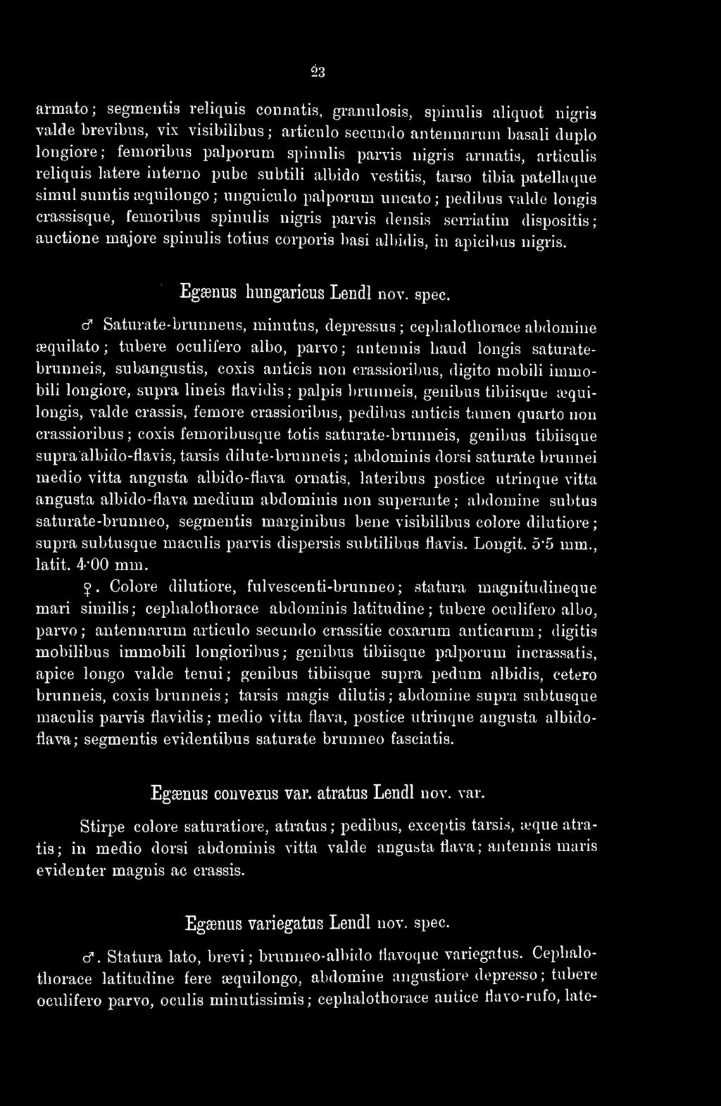 23 armato; segrnentis reliquia eonnatis, granulosis, spinulis aliquot nigria valde brevibus, vix visibilibus; articulo secundo antennannu baaali duplo longiore; femoribus palporum spinulis parvis