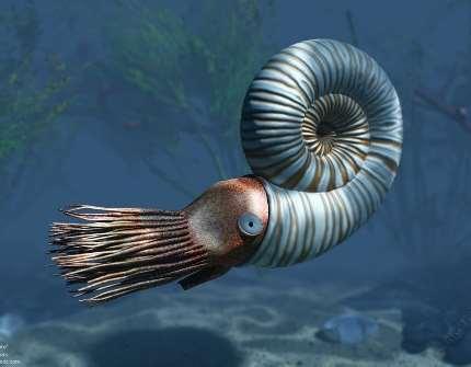 Ammoniteszek: a jura elején éltek, a földtörténeti középkor