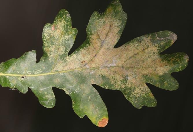 Az inváziós tölgy csipkéspoloska [Corythucha arcuata (Say, 1832)] gyors terjeszkedése és 129 al. 2017).