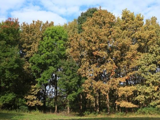 Figure 3 (right): Severe infestation of the oak lace bug in a pedunculate oak stand (vicinity of Gyula SE Hungary). The green canopies are ashes.