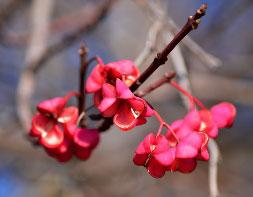 Ricinin A ricinus magjának másik alkaloidja a ricinin, mely a hideg sajtolás után visszamaradt részben található.