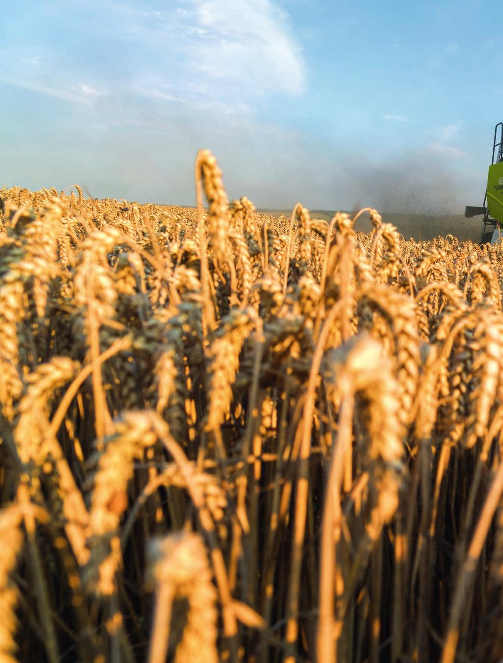 OK 10 agritech AUTO CROP FLOW ÉS 11 EZER LITERES MAGTARTÁLY Az AUTO CROP FLOW-val most először jelent meg a TUCANO modellekben a LEXION ismert automatikus, kezelőtámogató terményáram-szabályzó