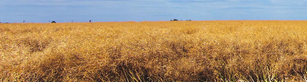AXIÁL PARTNER 18 agritech VASI KALÁKA ÁLLUNK A VÁTI HATÁRBAN, BÚG A KÉT CLAAS LEXION, SZÖKNEK A REPCÉBŐL A FELRIADT VADDISZNÓK, ŐZEK. RITMUSRA JÁRNAK A OK, S AZ ŐKET KISZOLGÁLÓ PÓTKOCSIK.