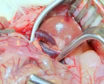 II/2. PACAP hatása a Bcl-2 szintre vese ischaemia/reperfúziót követően in vivo A vizsgálatokhoz 300-350 g súlyú hím Wistar patkányokat használtunk. Az állatokat szintén isoflurannal altattuk.