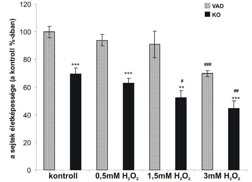 EREDMÉNYEK I. PACAP szerepének vizsgálata PACAP knockout egereken I/1. Endogén PACAP szerepének vizsgálata oxidatív stressz és hypoxia indukálta vesesejtkárosodásban in vitro A.