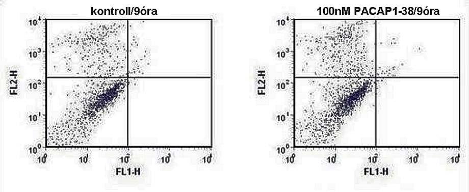 24. ábra PACAP hatása az oxidatív stressznek kitett pinealocyták túlélésére 9 órakor alkalmazott