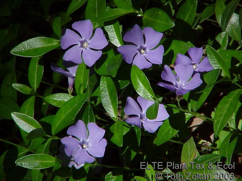 Vinca minor