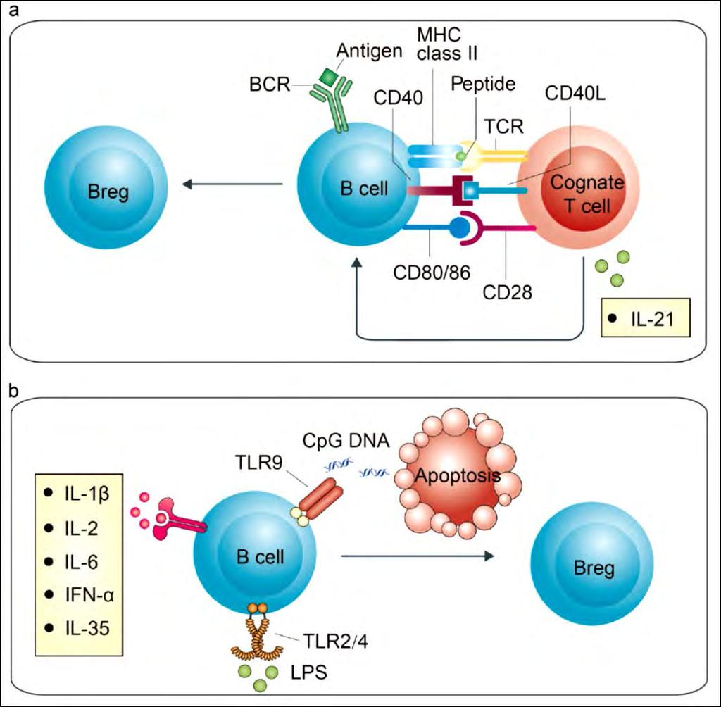 Bregs are induced through both adaptive and innate signals B cells bind antigens through BCR, present them to cognate CD4+ T cells, become stimulated with CD40CD40L, CD80/86 CD28, and IL21, and then