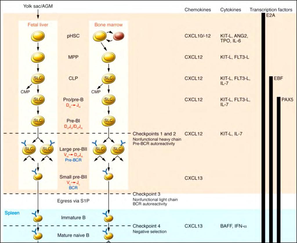 B cell development in