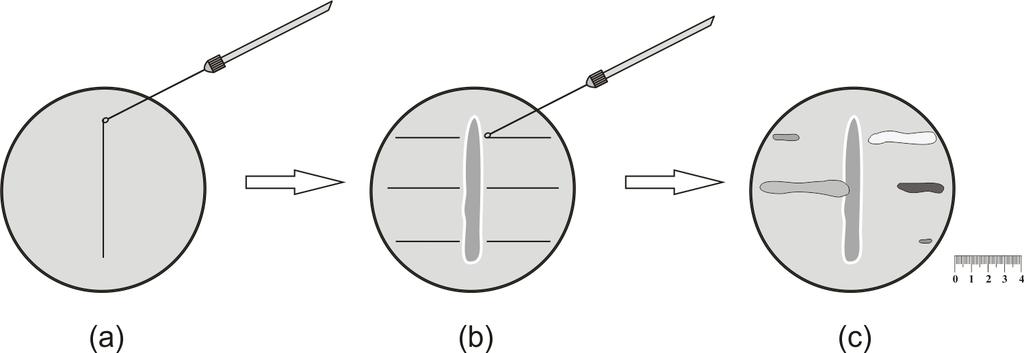 Bacillus cereus var.