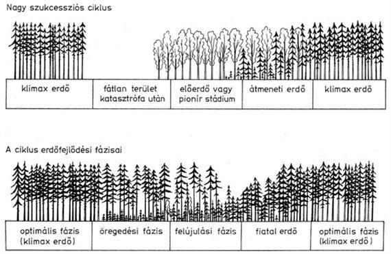 2. ábra: Boreális lucos erdők szukcessziós és erdőfejlődési állapotai (Schmidt-Vogt, 1991 alapján Schuck et al.