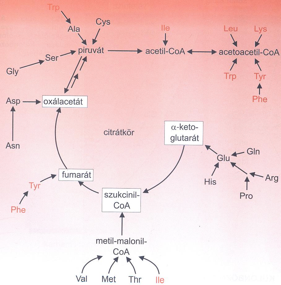 Aminosavak szénlácának sorsa Ketogén aminosavak: acetil-coa-vá vagy acetoacetil-coa-vá alakulnak. Citrátkör feltöltésre és glükoneogenezisre nem használódnak fel. Tisztán ketogén: Leu és Lys.