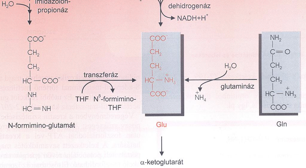 ARGININ, GLUTAMIN,