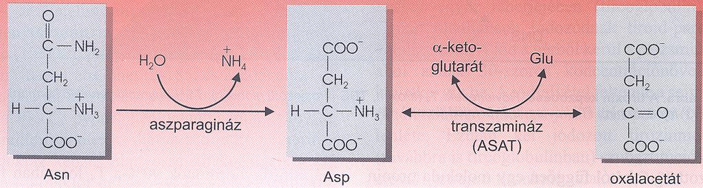 oxálacetát csoport: Asp, Asn glükoplasztikus aminosavak Asp: transzaminálás oxálacetát nukleotidok szintézise urea