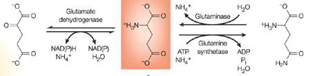 AS-k átalakítása N-tartalmú vegyületekké Glutamát: purin nukleotidok szintézise