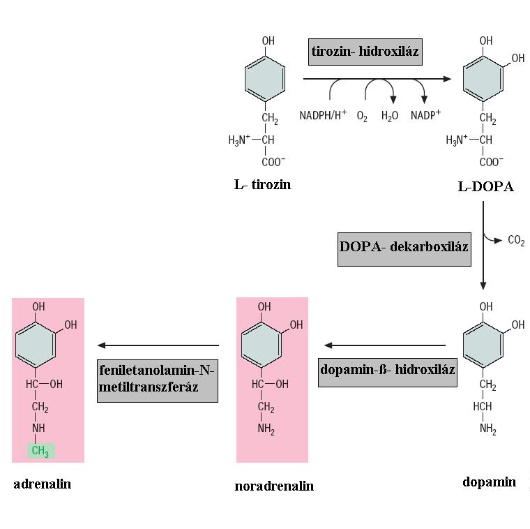 AS-k átalakítása N-tartalmú vegyületekké katecholamin