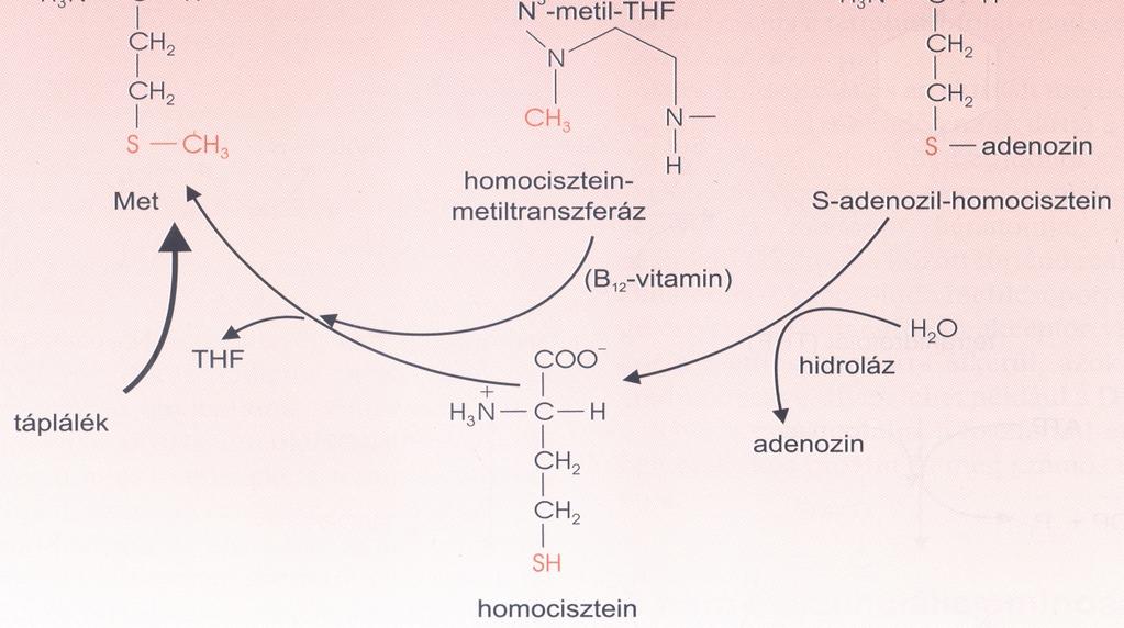 S-adenozil-metionin