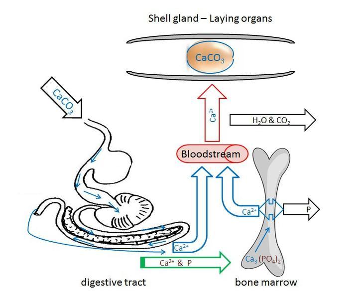 A tojáshéjba épülő kalcium forgalma Héjmirigy