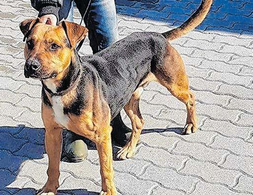 Randevú akvárium halak csúcsa