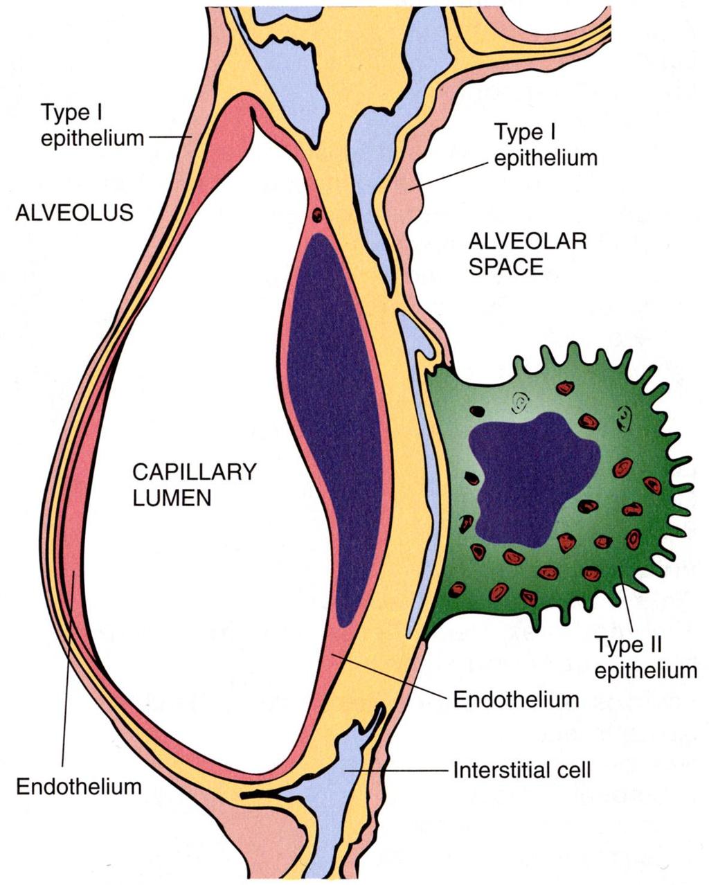 2) Károsodnak az interalveoláris capillarisok endothelsejtjei Sepsis, pancreatitis, stb.