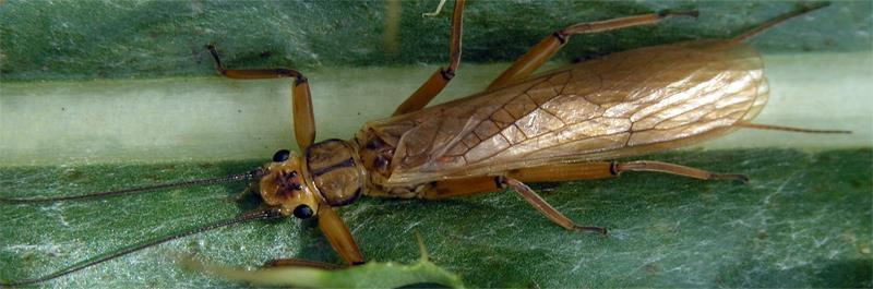 A Kárpát-medence és a Balkán álkérész-faunája (Plecoptera) (Murányi Dávid, Kovács Tibor, Orci Kirill) A Kárpátok, de főleg a Balkán álkérész-faunája Európa más részeihez képest igen gazdag, a balkáni