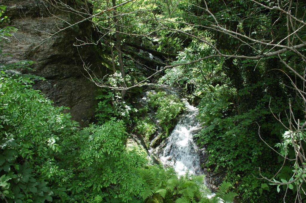 Változatos erdei élőhely a bulgáriai