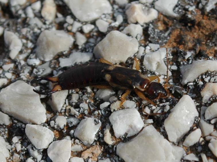 Ezek közül két vízhez kötött csoport, a kérészek (Ephemeroptera) és a szitakötők (Odonata), valamint három talajhoz kötött csoport, a szövőlábúak (Embioptera), a fülbemászók (Dermaptera) és a