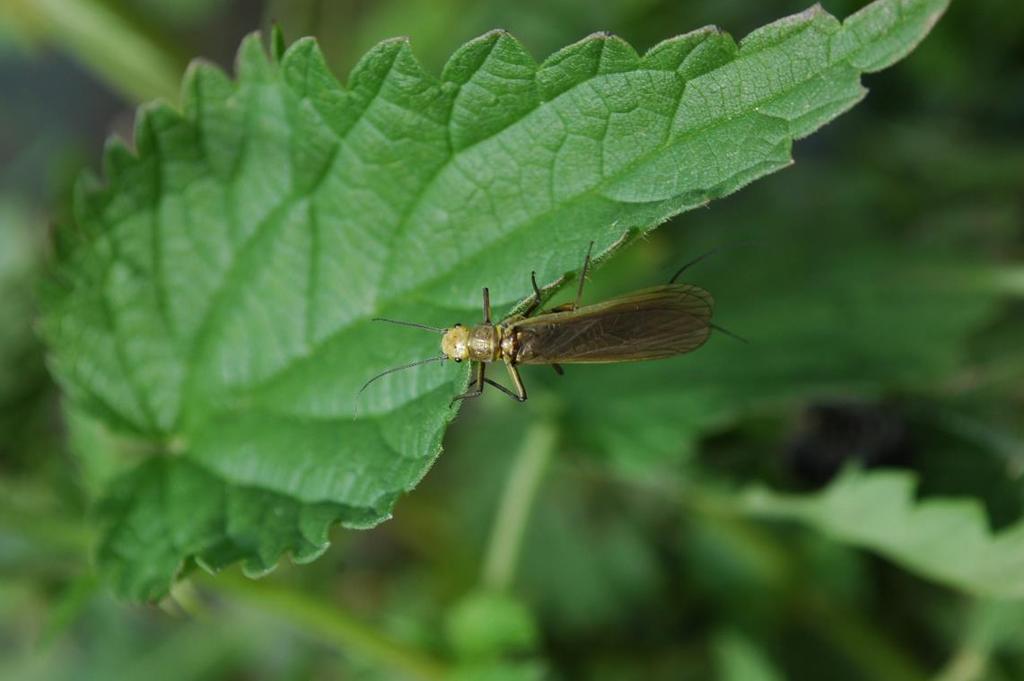 európai részéről is előkerült Bulgaroperla mirabilis