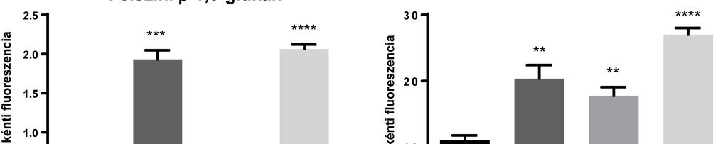 (B) A sejtfal belső rétegében található komponensek (kitin, β-1,3-glükán) felszínen való megjelenésének fél-kvantitatív meghatározása.