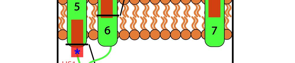 szubsztitúciók modellen való elhelyezkedése. (B) A C. albicans CDC 314, C.
