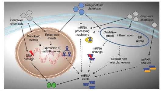 Toxin-indukált mikrorns kifejeződés/funkció megváltozásának potenciális mechanizmusai Marrone és munkatársai: Expert Opinion on Drug Metabolism & Toxicology, 10:10 1.