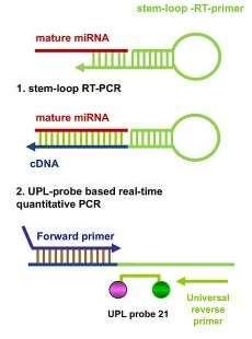 stem-loop RT-qPCR