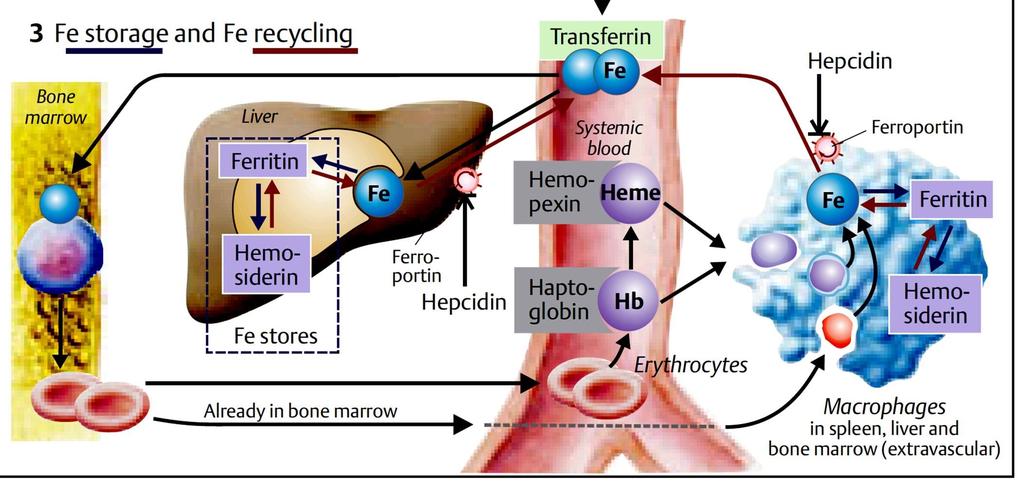 Hemosiderin: a ferritin részleges lysosomalis degradációja után jön létre, nem oldható forma, magas vaskoncentráció esetén Teljes vaskötő