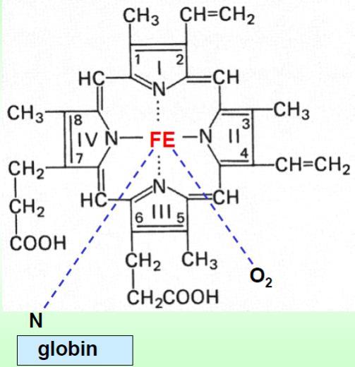 Hemoglobin (Hb) - Gázszállítás - β-globin + hem (=vastartalmú [Fe 2+ ] porfirin) - Fe 3+ : methemoglobin (funkcióképtelen) - 4 alegység, 4
