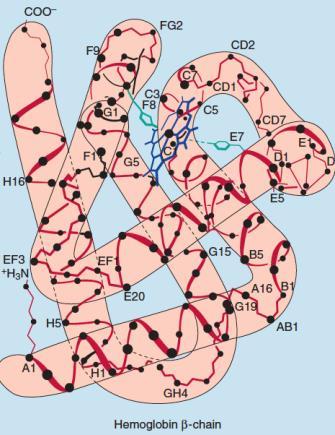 Oxigén-affinitást csökkenti: 1. Hőmérséklet 2. H + koncentráció (CO 2, ph ) - Bohr-effektus 3.